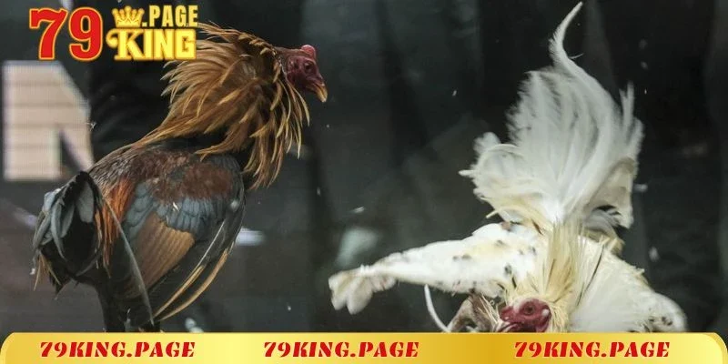Bật mí một số bước chơi đá gà tại nhà cái 79King