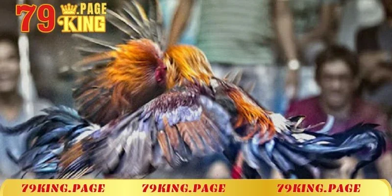 Đá gà cựa dao - Siêu phẩm đình đám của 79King