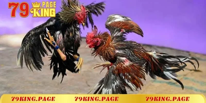 Các sảnh đá gà mạng 79KING