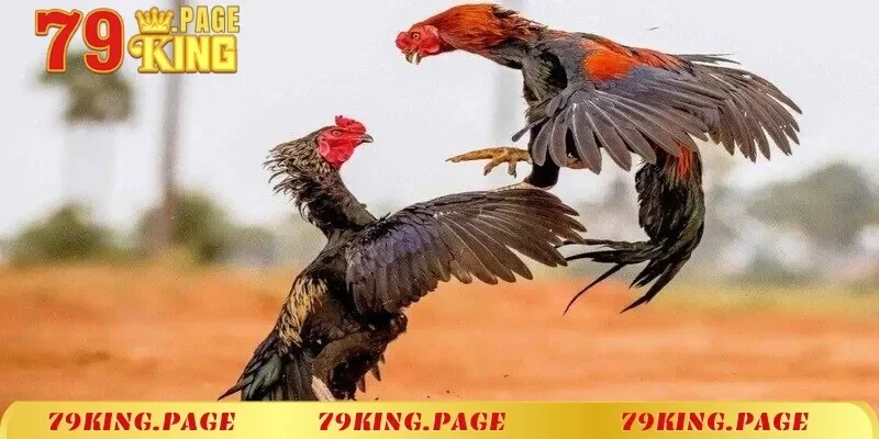 Xem Trực Tiếp Đá Gà Mạng Siêu Kịch Tính Trên Kênh 79KING