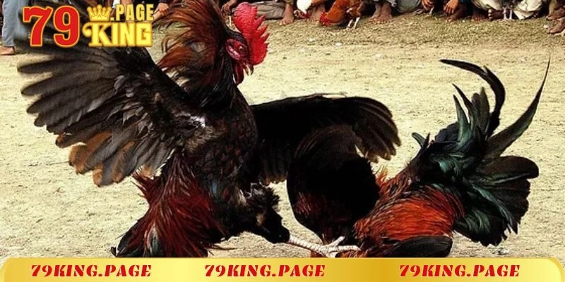 Các bước tham gia đá gà thomo hôm nay tại 79King