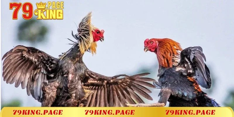 Hướng dẫn luật chơi đá gà trực tiếp C1 chi tiết nhất