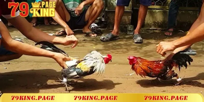 Lưu ý cần ghi nhớ khi tham gia đá gà trực tiếp C1